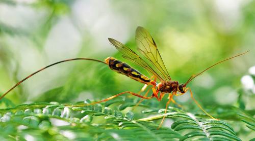 Réf. 262 784 : Megarhyssa perlata